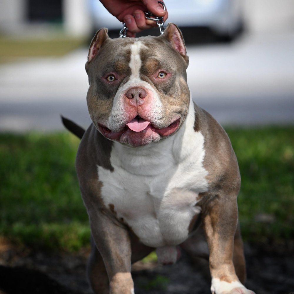 American Bully Dog Breed Image 12