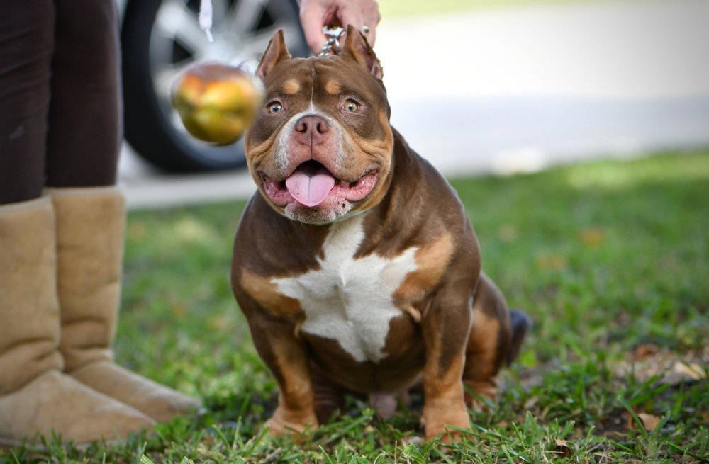 American Bully Dog Breed Image 19