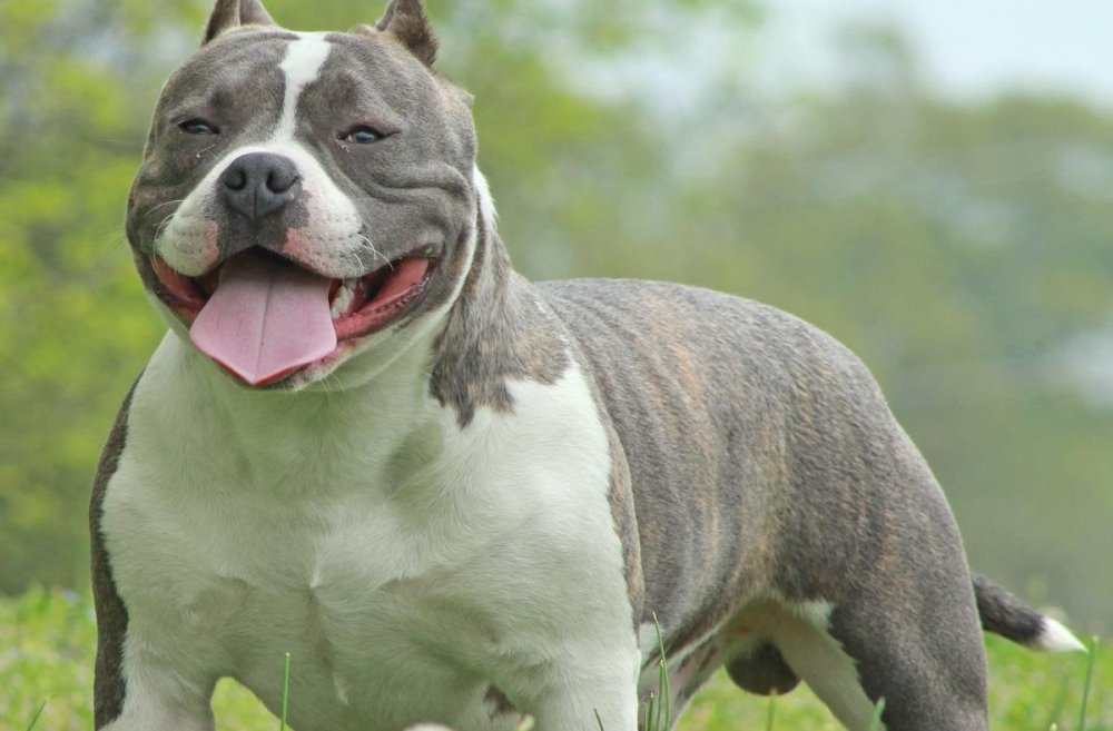 American Bully Dog Breed Image 5