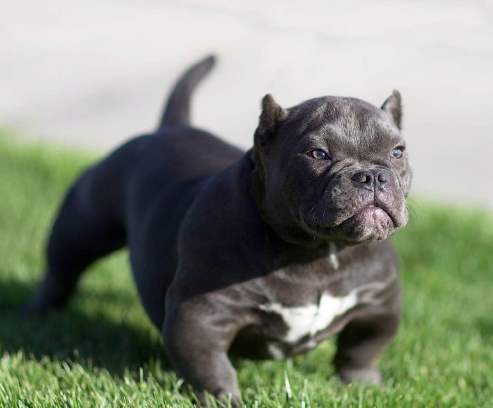 American Bully Dog Breed Image 8