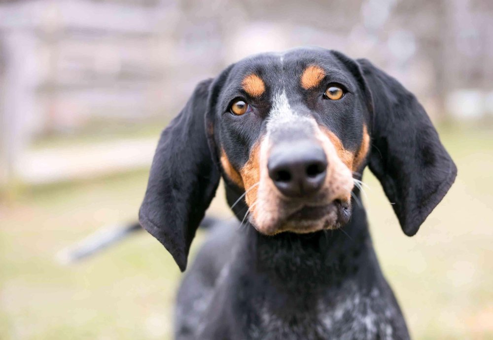 American English Coonhound Dog Breed Image 13