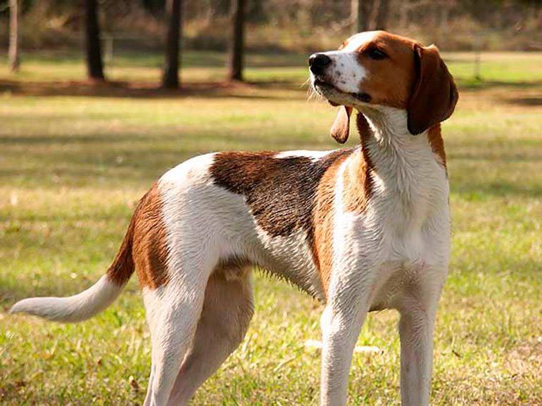 American English Coonhound Dog Breed Image 14