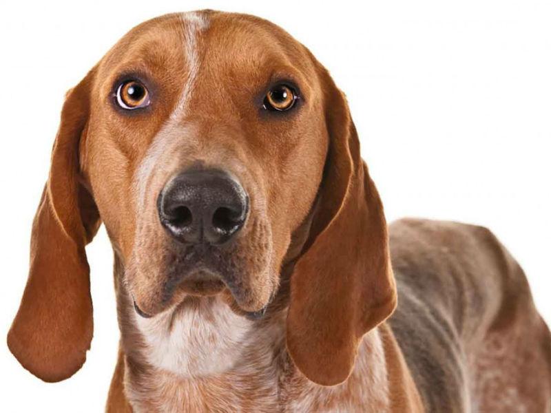 American English Coonhound Dog Breed Image 15