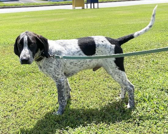 American English Coonhound Dog Breed Image 16