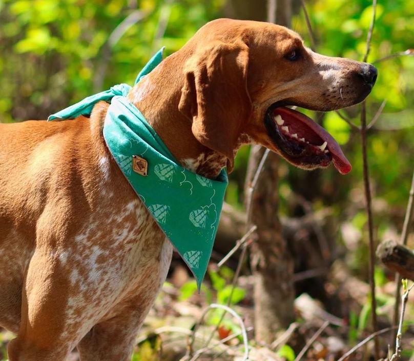 American English Coonhound Dog Breed Image 19