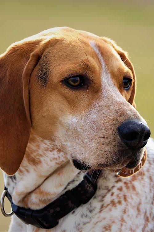 American English Coonhound Dog Breed Image 2