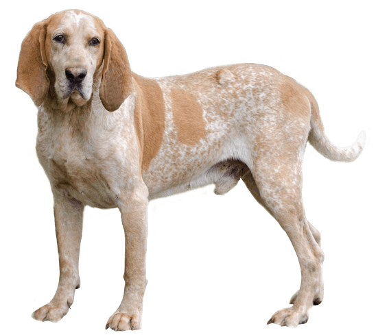 American English Coonhound Dog Breed Image 4