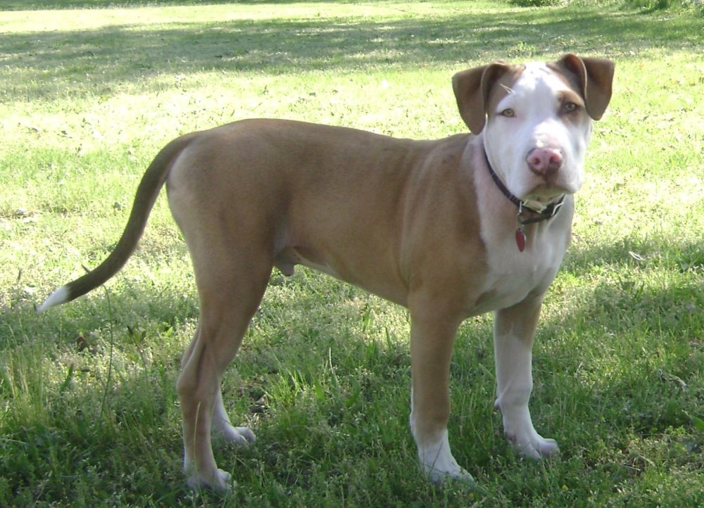 American Pit Bull Terrier Dog Breed Image 15