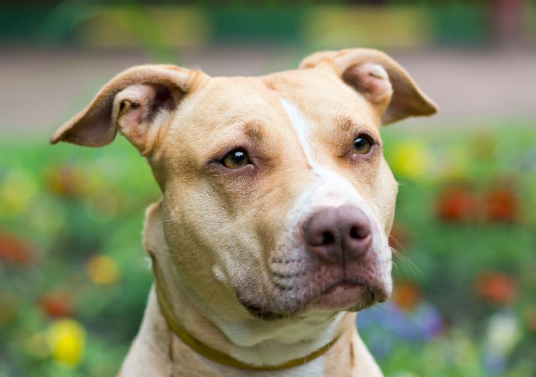 American Pit Bull Terrier Dog Breed Image 16