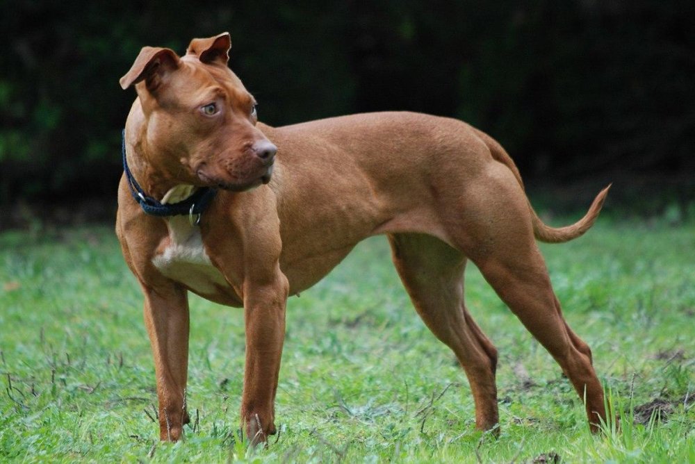 American Pit Bull Terrier Dog Breed Image 17