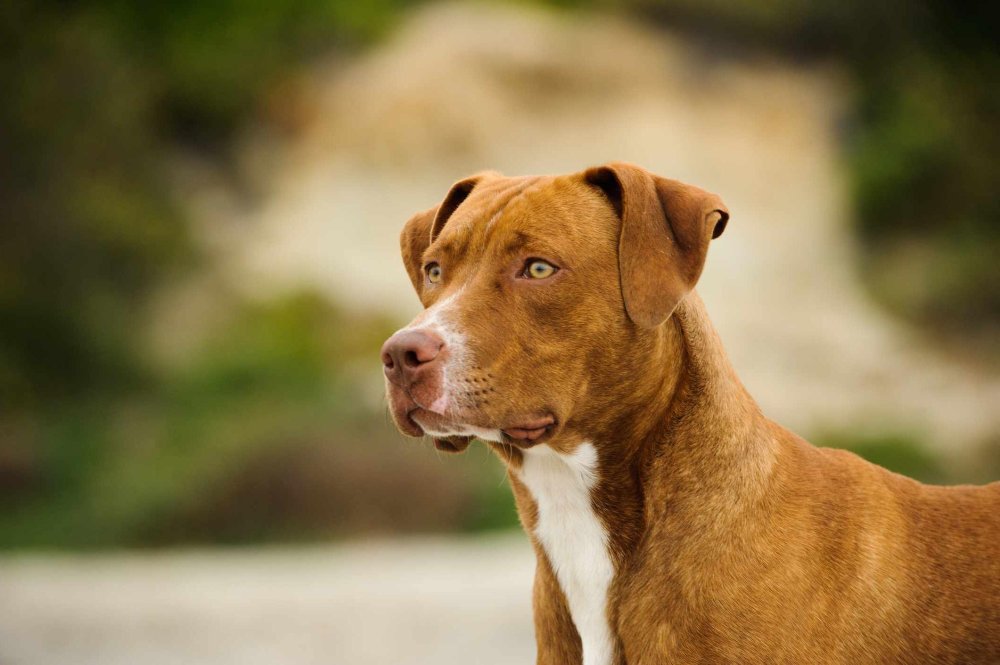 American Pit Bull Terrier Dog Breed Image 6