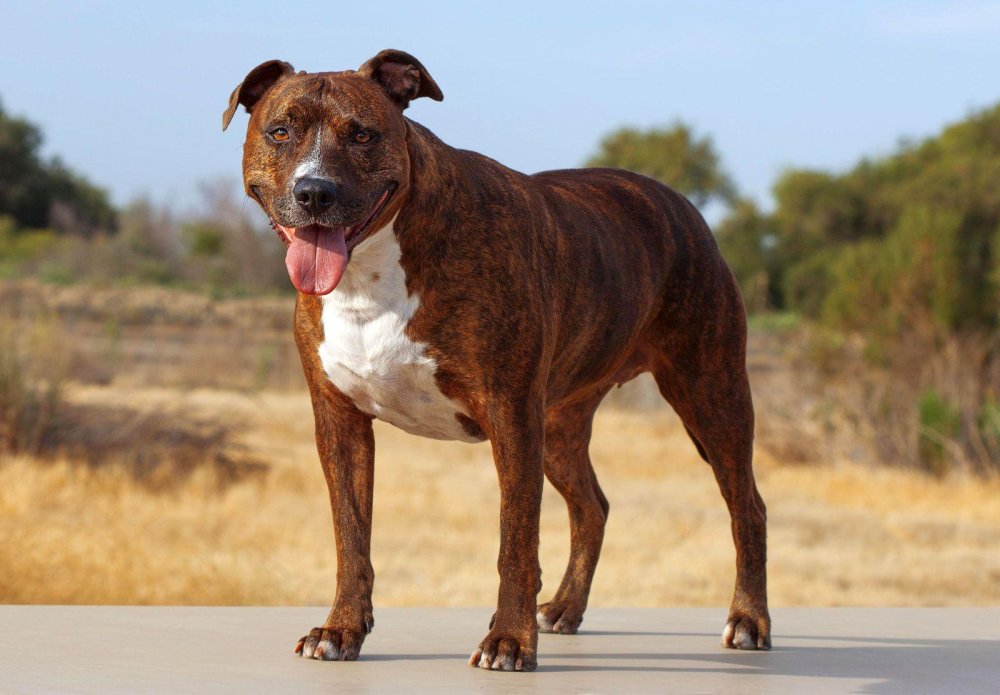 American Pit Bull Terrier Dog Breed Image 9