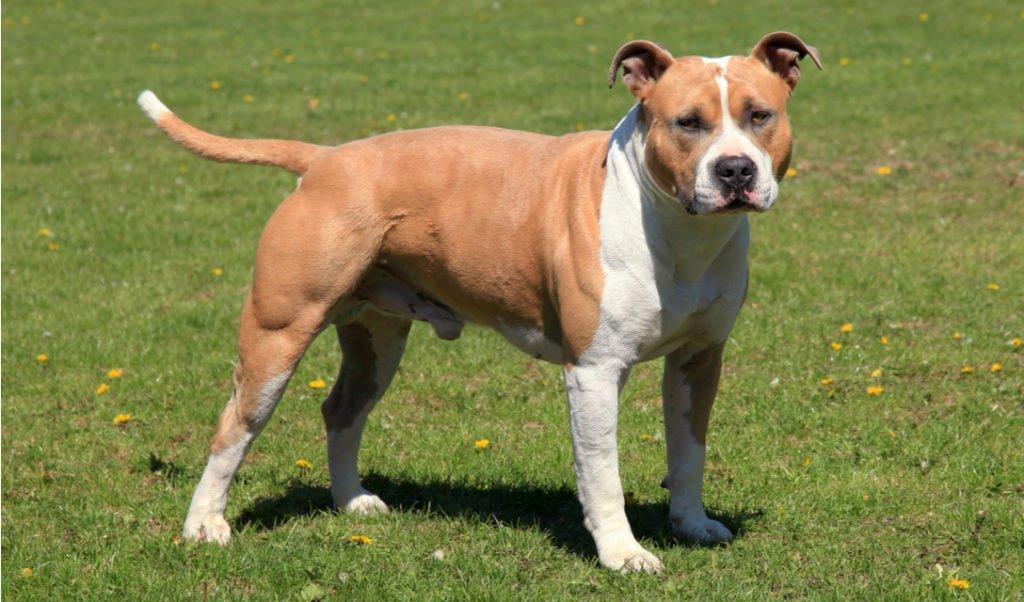 American Staffordshire Terrier Dog Breed Image 1