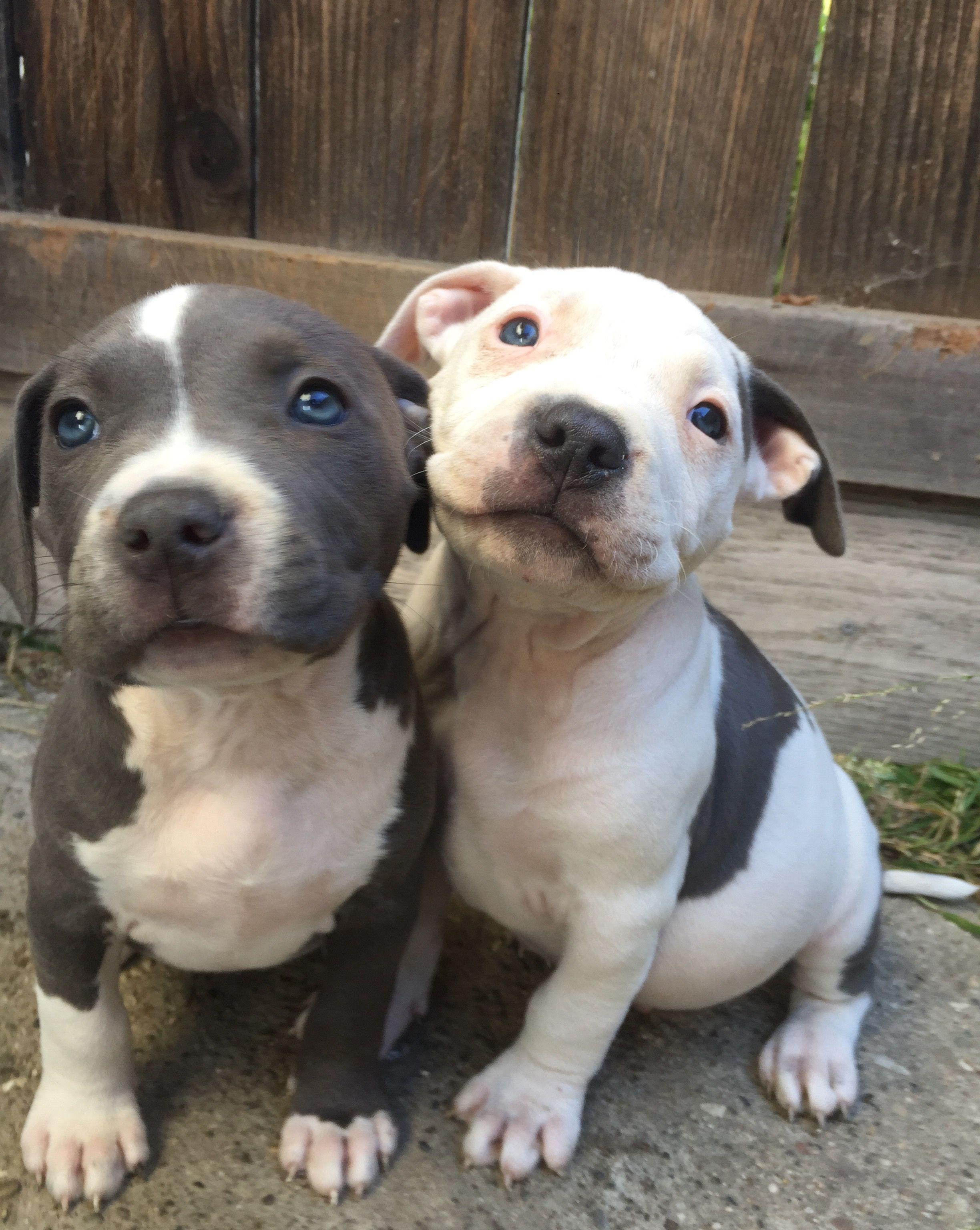 American Staffordshire Terrier Dog Breed Image 10