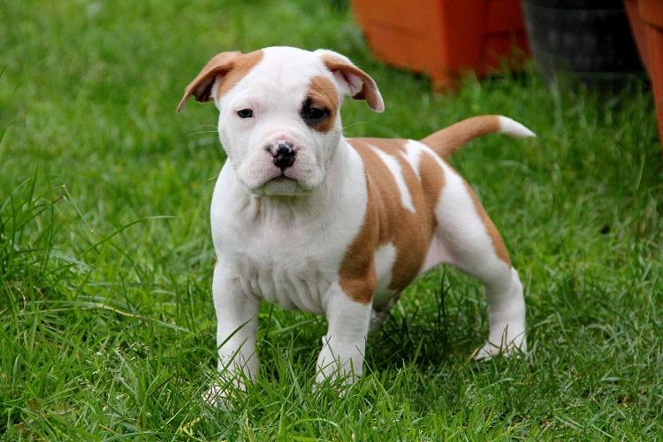 American Staffordshire Terrier Dog Breed Image 12