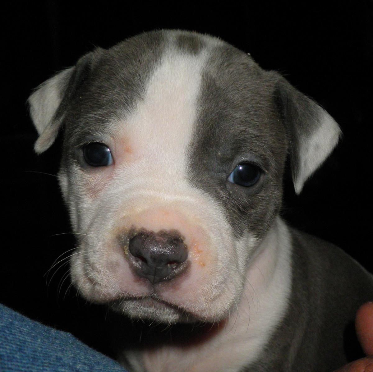 American Staffordshire Terrier Dog Breed Image 14