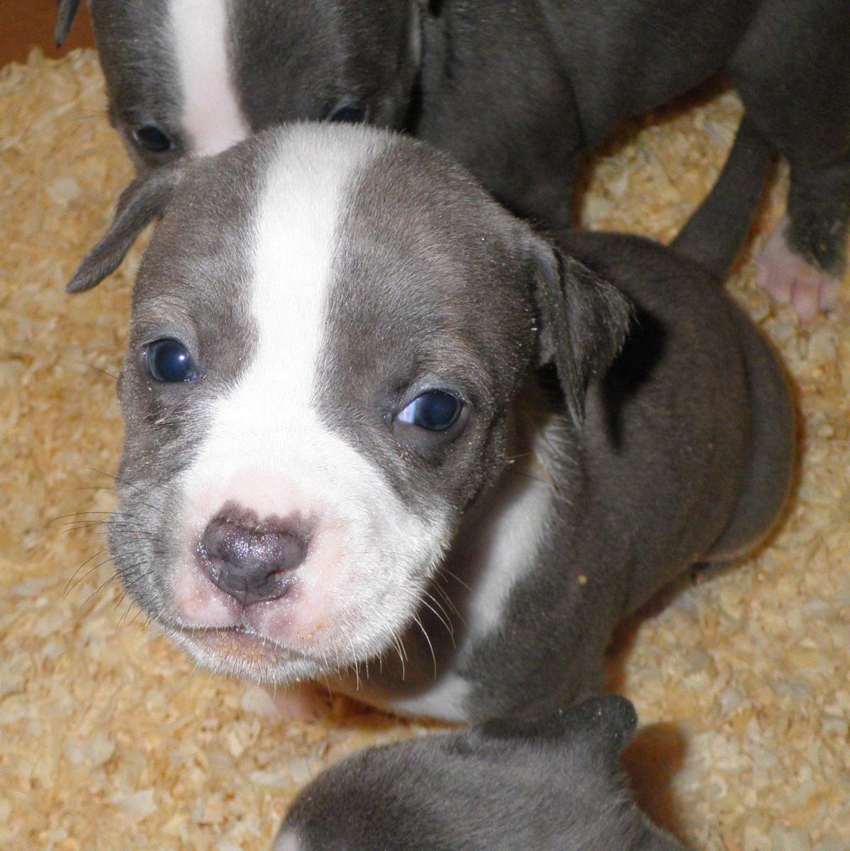 American Staffordshire Terrier Dog Breed Image 17