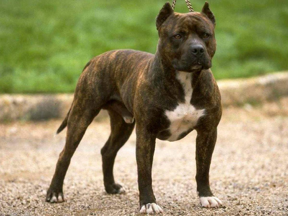 American Staffordshire Terrier Dog Breed Image 4