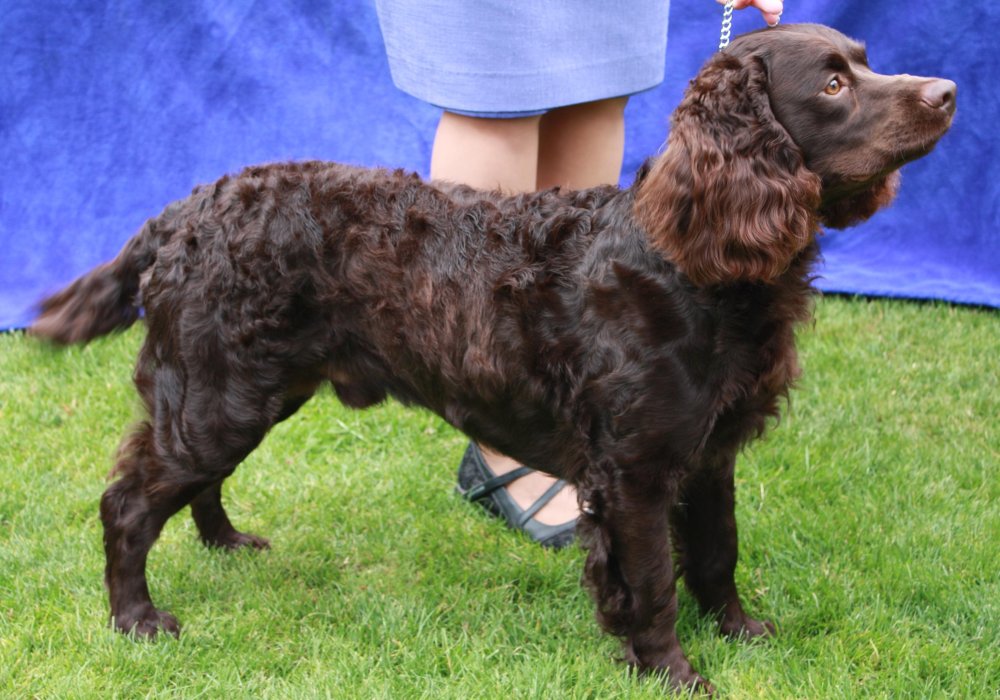 American Water Spaniel Dog Breed Image 1