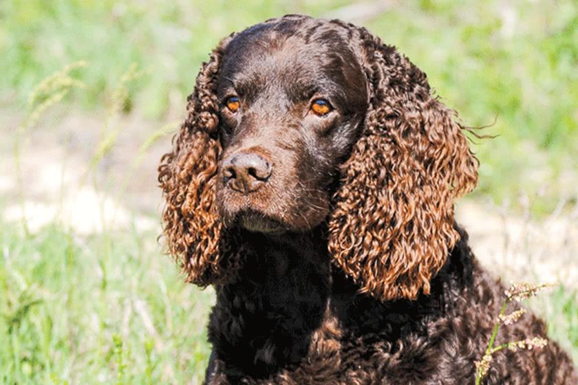 American Water Spaniel Dog Breed Image 10