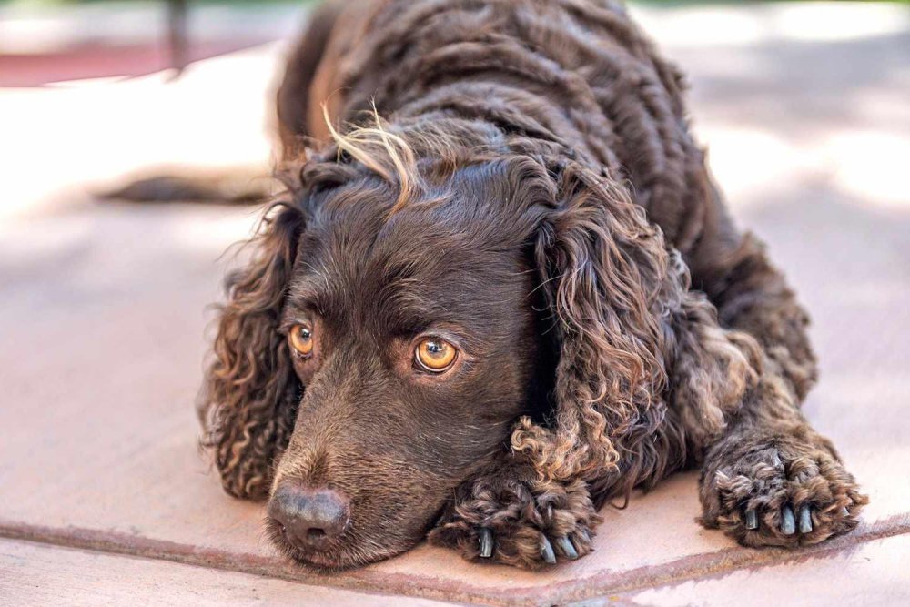 American Water Spaniel Dog Breed Image 11