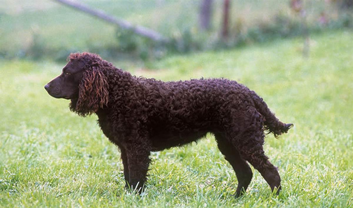 American Water Spaniel Dog Breed Image 13