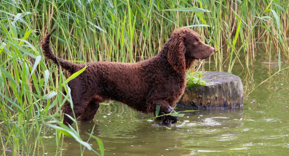 American Water Spaniel Dog Breed Image 19