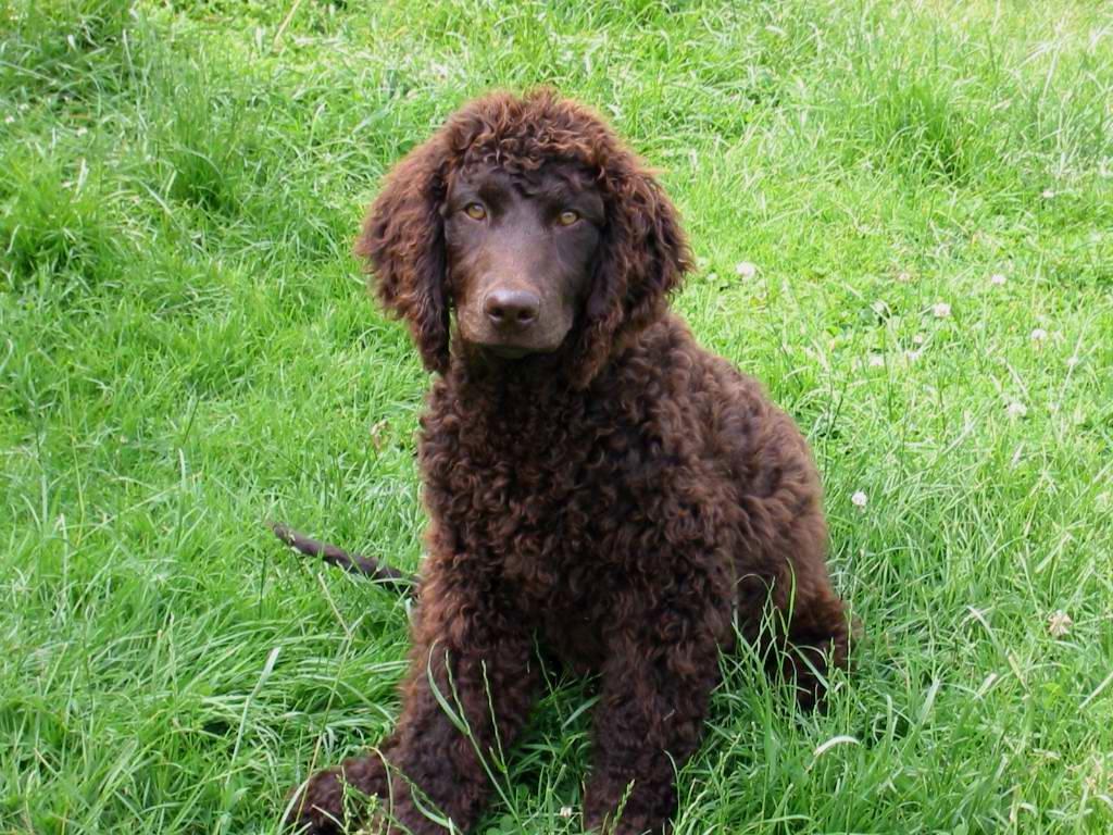 American Water Spaniel Dog Breed Image 8