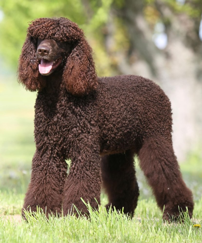 American Water Spaniel Dog Breed Image 9