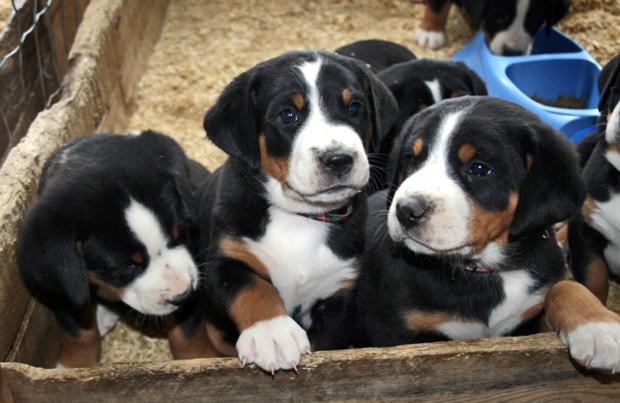 Appenzell Mountain Dog Appenzeller Dog Breed Image 17