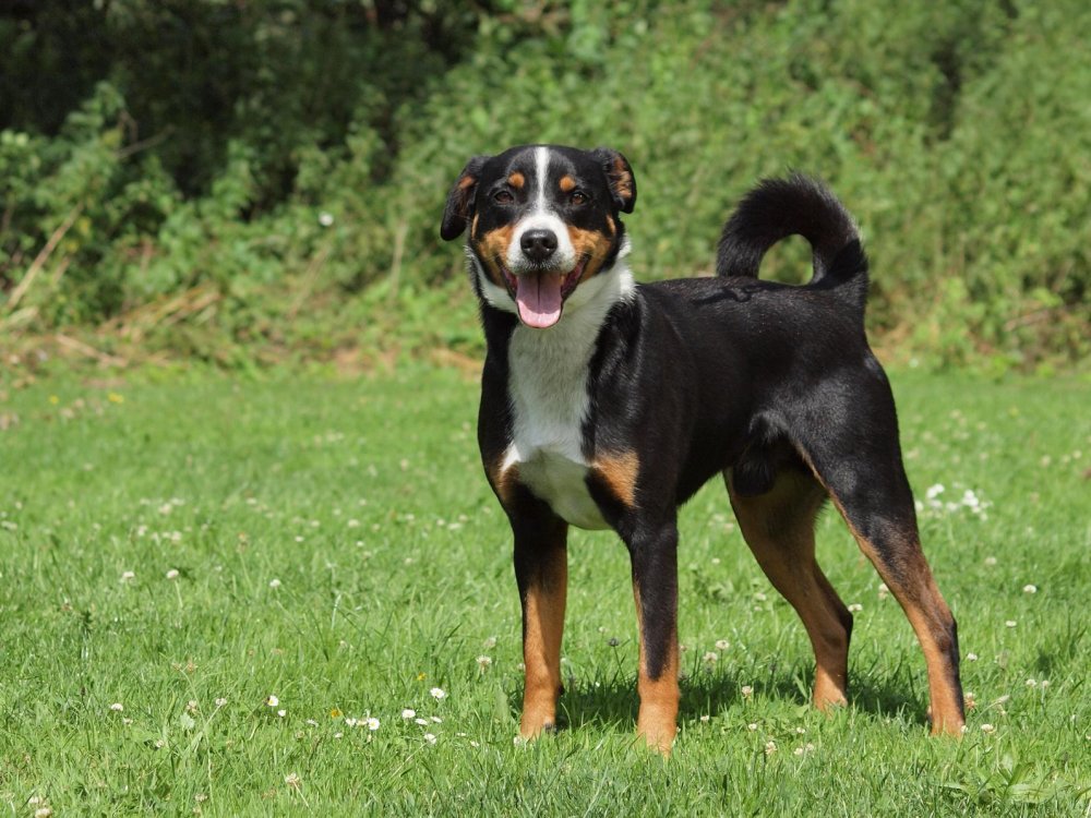 Appenzell Mountain Dog Appenzeller Dog Breed Image 2