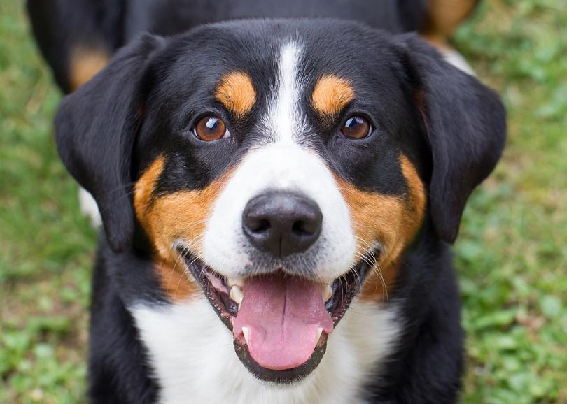 Appenzell Mountain Dog Appenzeller Dog Breed Image 3