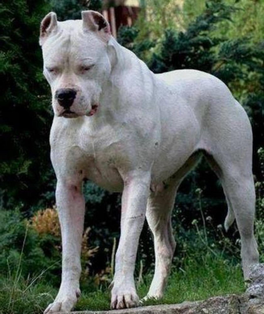 Argentine Dogo Dog Breed Image 1