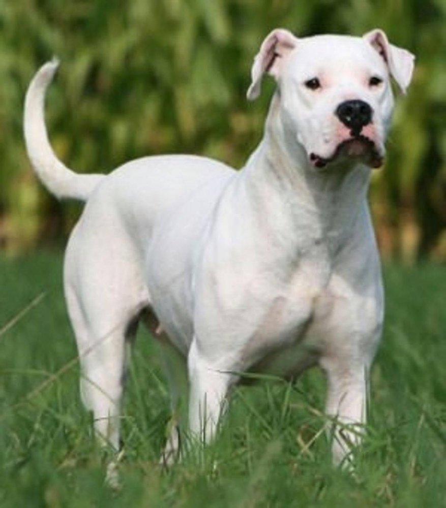 Argentine Dogo Dog Breed Image 10