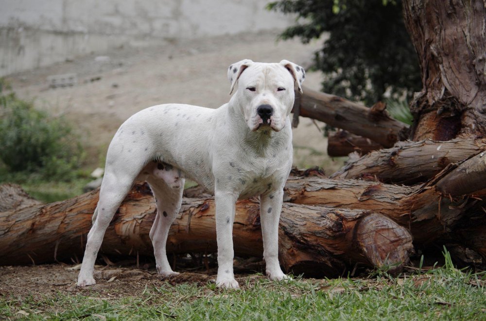 Argentine Dogo Dog Breed Image 12