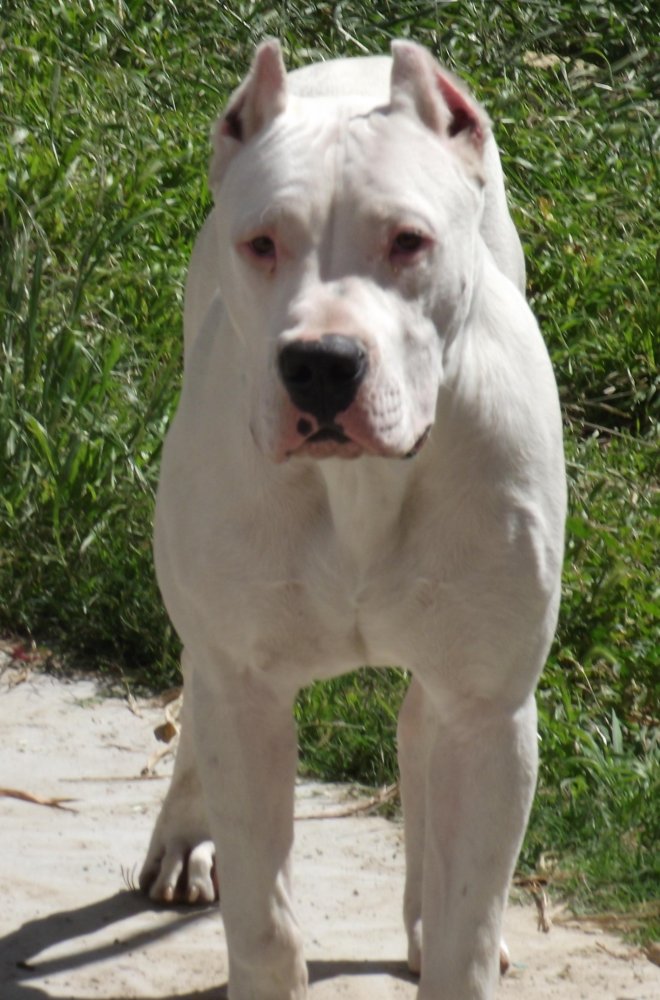 Argentine Dogo Dog Breed Image 15