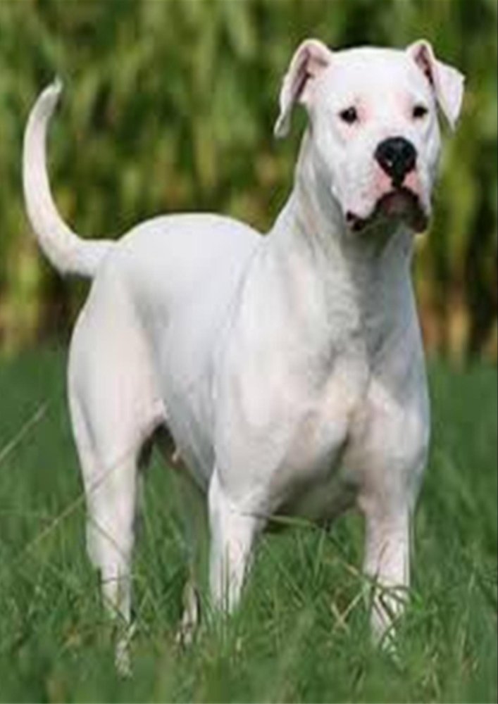 Argentine Dogo Dog Breed Image 16