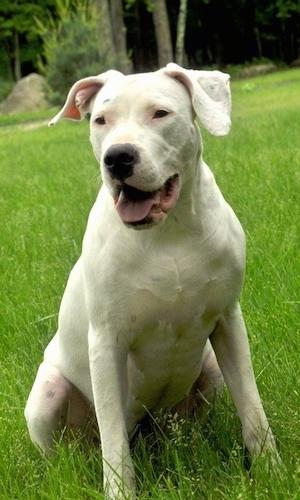 Argentine Dogo Dog Breed Image 18