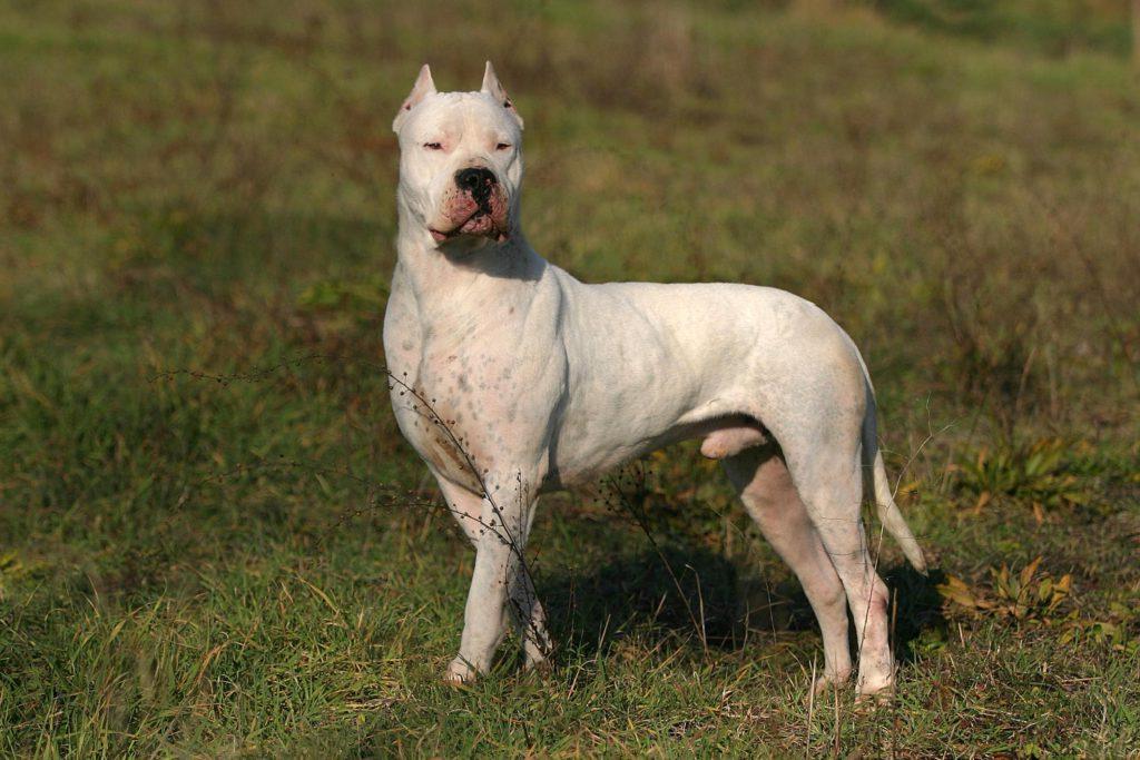 Argentine Dogo Dog Breed Image 19