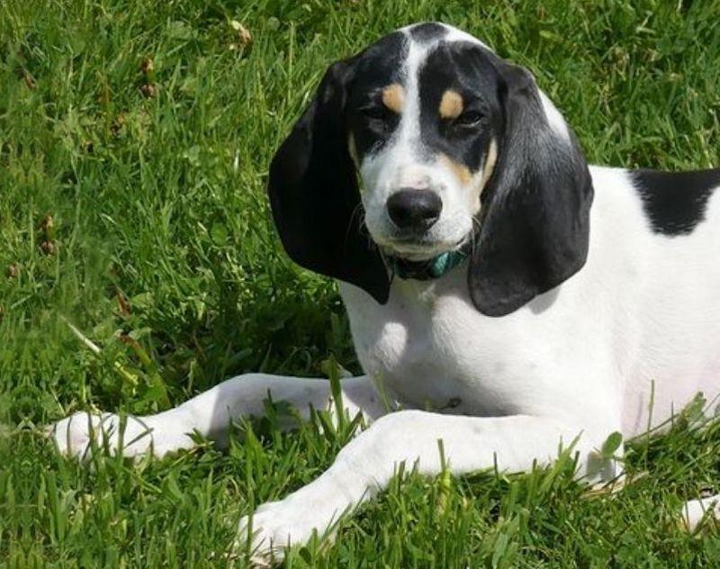 Ariegeois Dog Breed Image 1