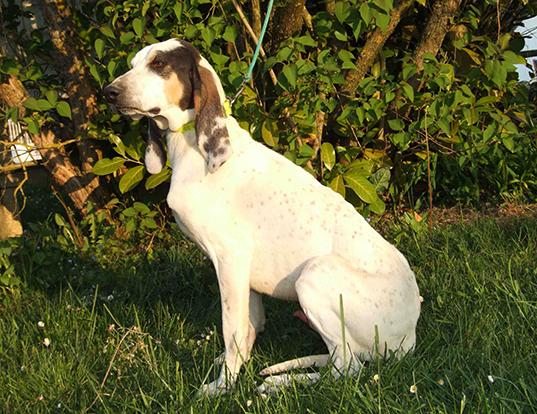 Ariegeois Dog Breed Image 14