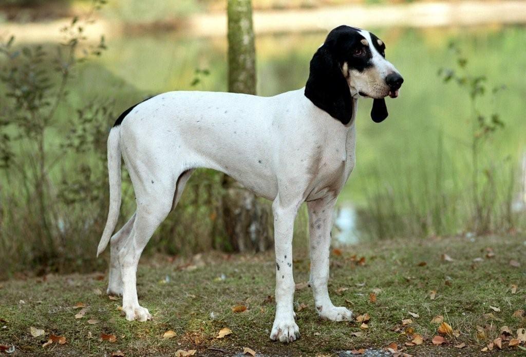 Ariegeois Dog Breed Image 18