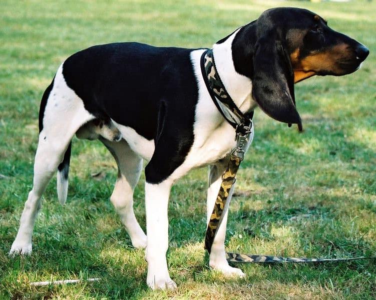 Ariegeois Dog Breed Image 6