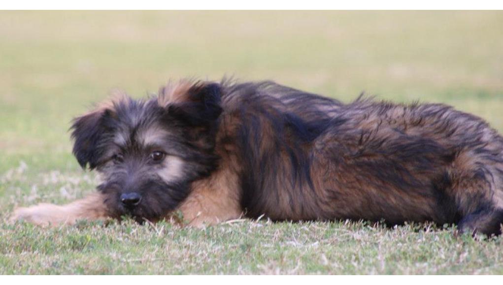 Armant Dog Breed Image 3