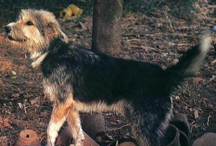 Armant Dog Breed Image 7