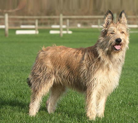 Armant Dog Breed Image 9