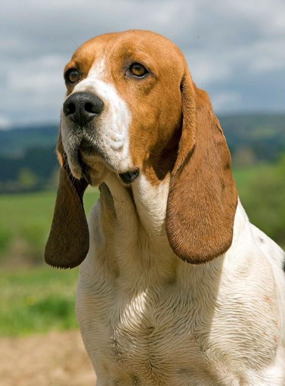 Artois Hound Dog Breed Image 10