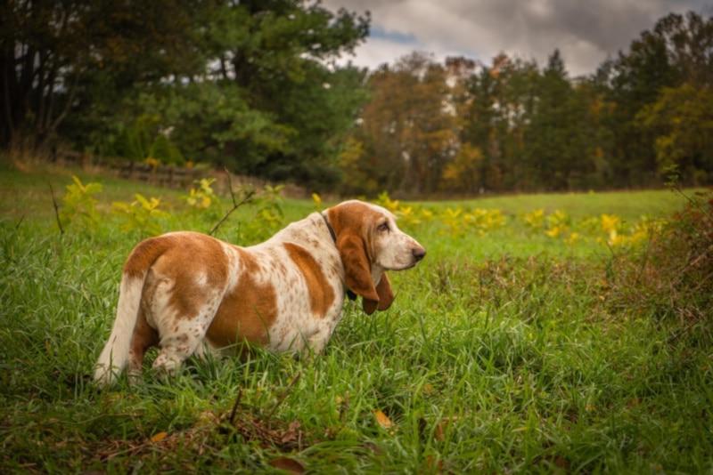 Artois Hound Dog Breed Image 11