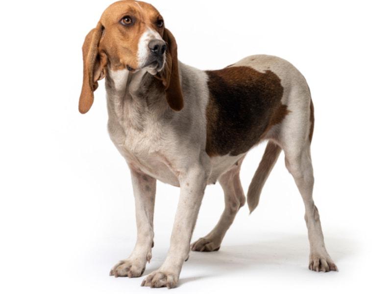 Artois Hound Dog Breed Image 18