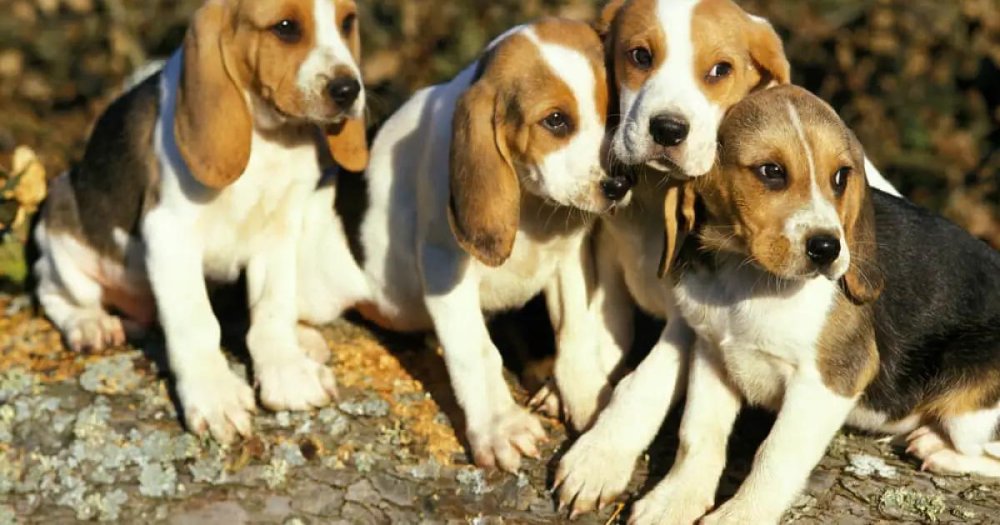 Artois Hound Dog Breed Image 19